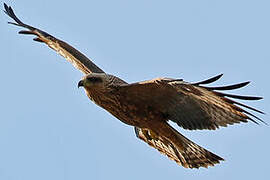 Black Kite