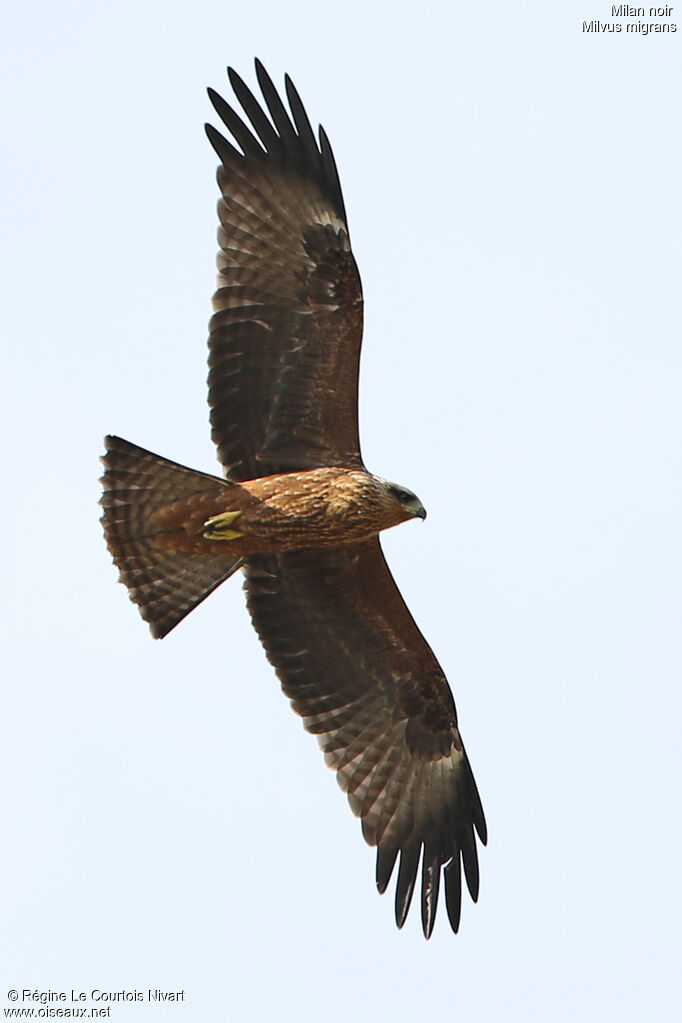 Black Kitejuvenile