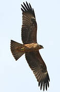 Black Kite