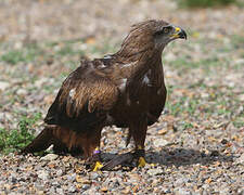 Black Kite