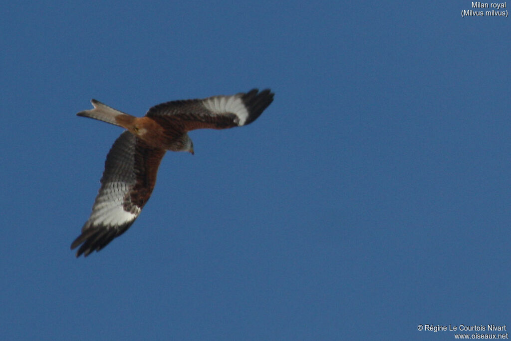 Red Kite