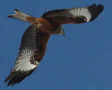 Red Kite