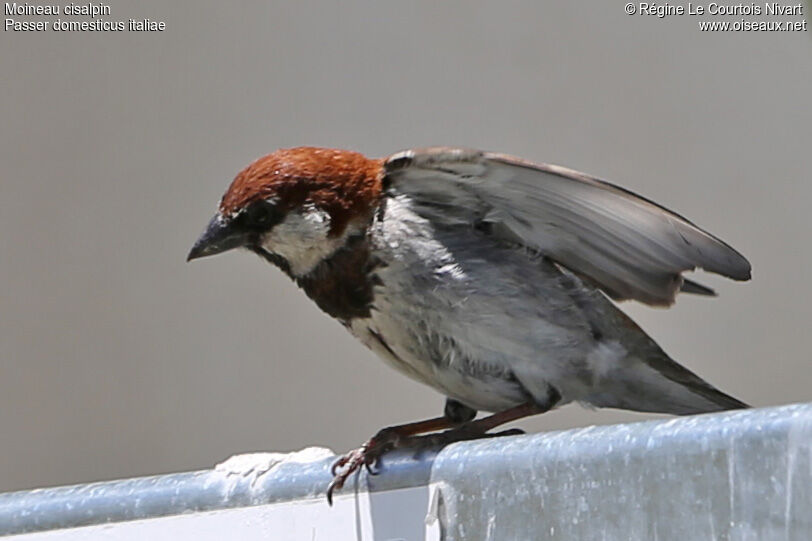 Moineau cisalpin mâle adulte