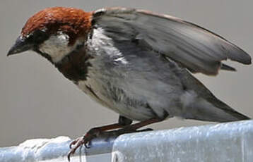 Moineau cisalpin