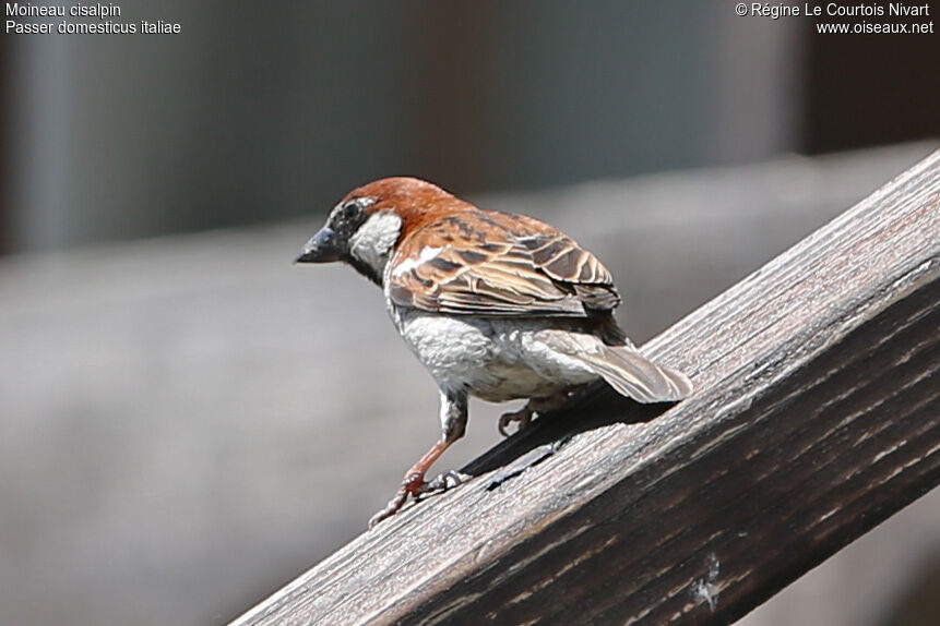 Moineau cisalpin mâle adulte