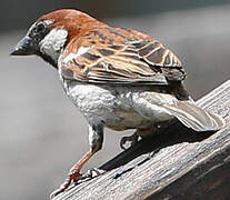 Italian Sparrow