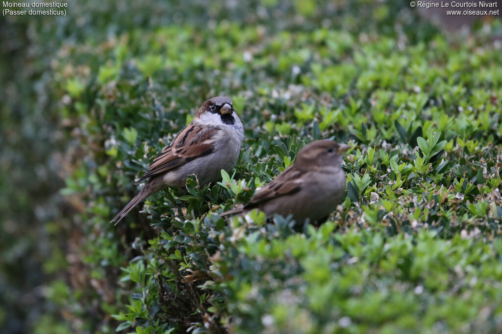 Moineau domestique