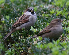 Moineau domestique