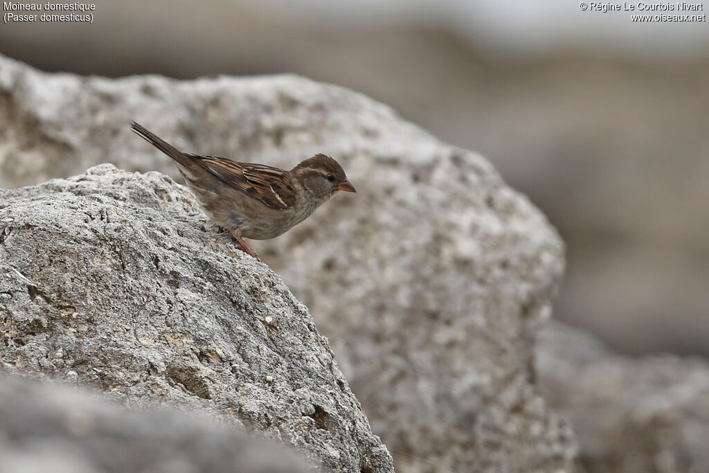 House Sparrow female