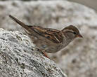 Moineau domestique