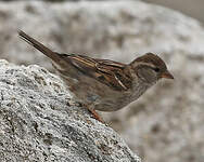 Moineau domestique