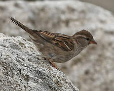 House Sparrow