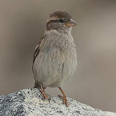 Moineau domestique