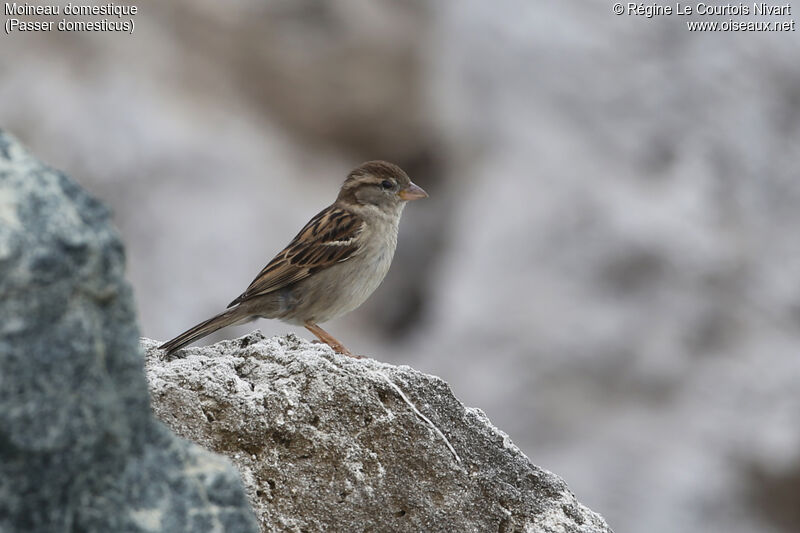 House Sparrow female