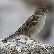 House Sparrow