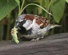 House Sparrow