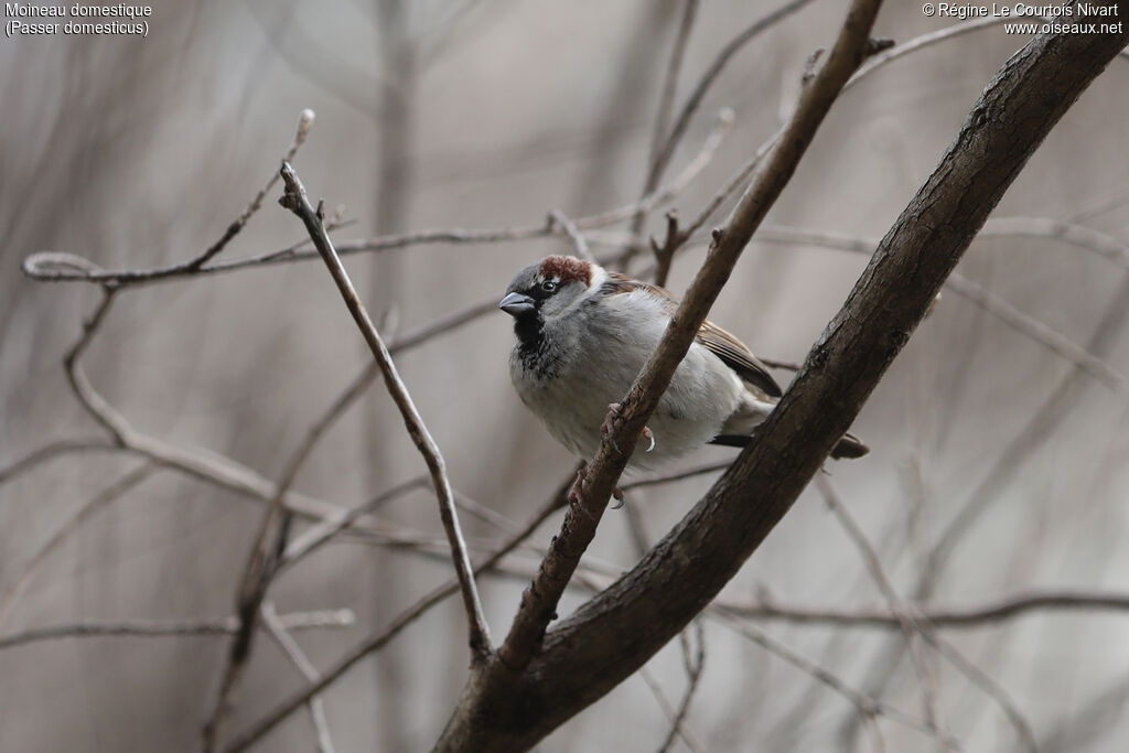 Moineau domestique mâle adulte