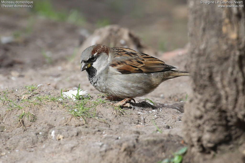 Moineau domestique mâle