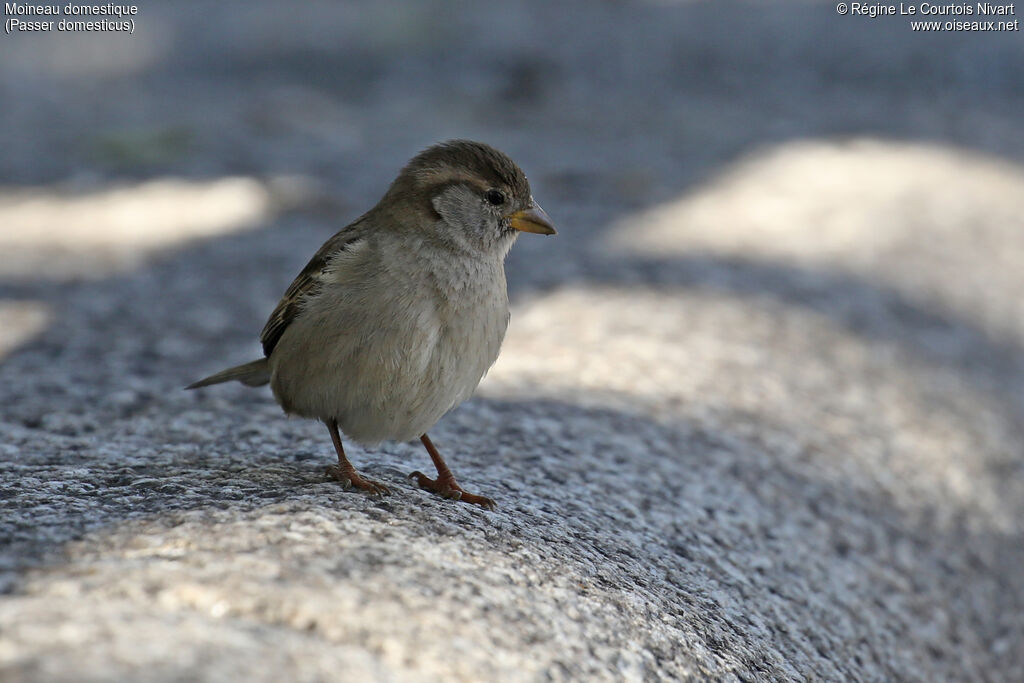 Moineau domestique femelle