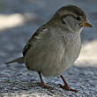 Moineau domestique
