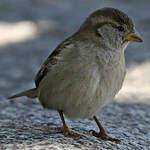 Moineau domestique