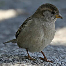 Moineau domestique