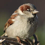 House Sparrow