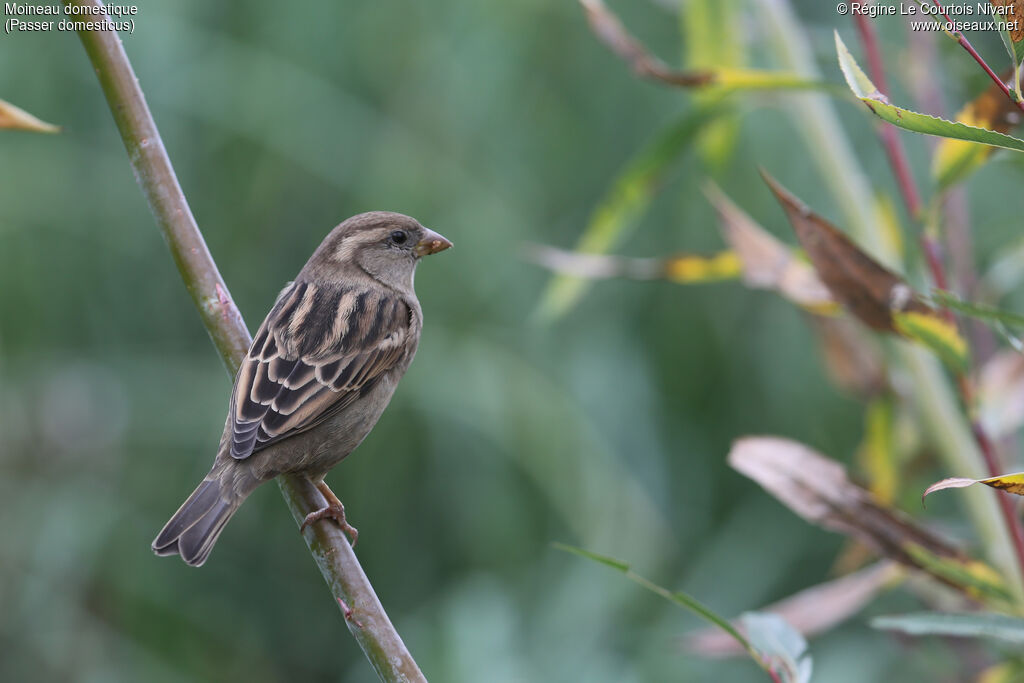 Moineau domestique femelle