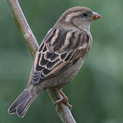 House Sparrow