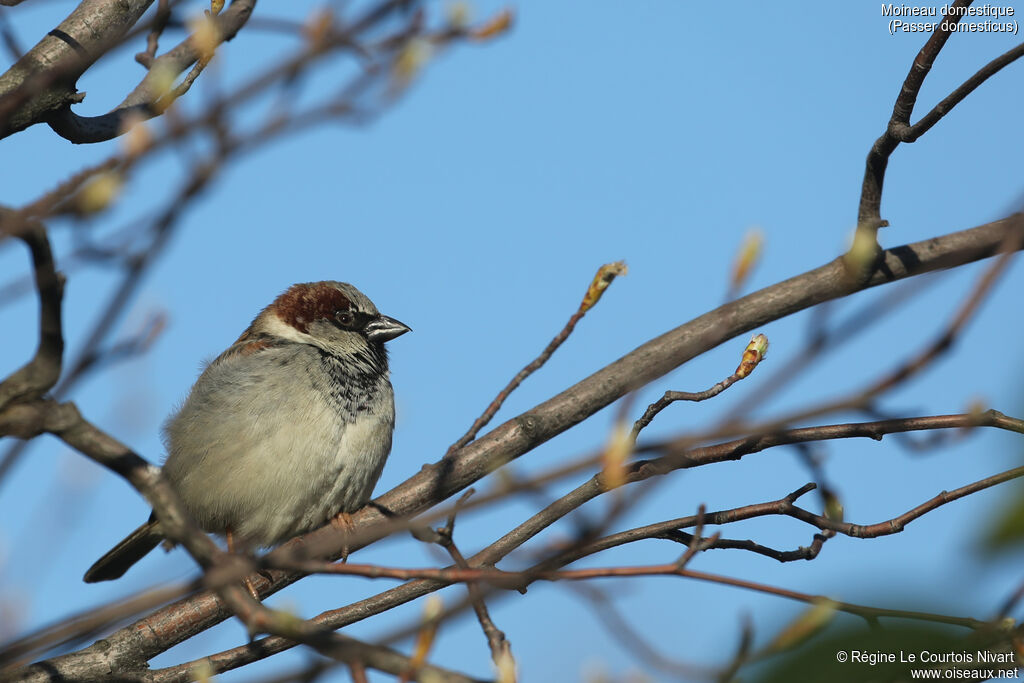 House Sparrow male