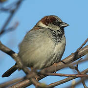 House Sparrow