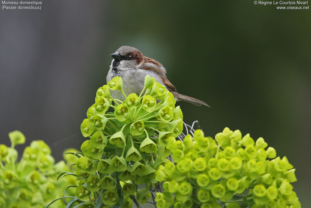 House Sparrow male