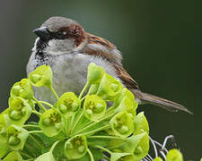 House Sparrow