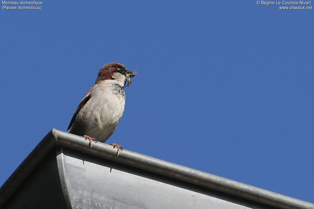 House Sparrow male, Reproduction-nesting