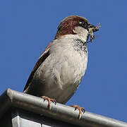 House Sparrow