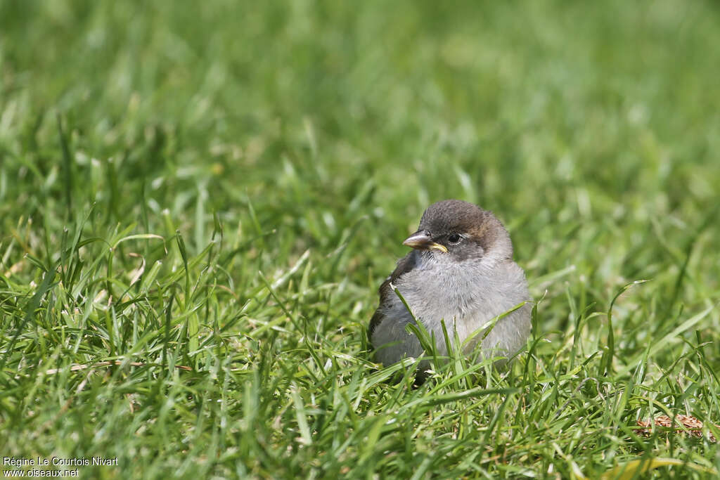 House Sparrowjuvenile, identification