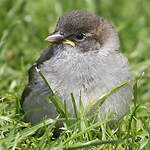 Moineau domestique