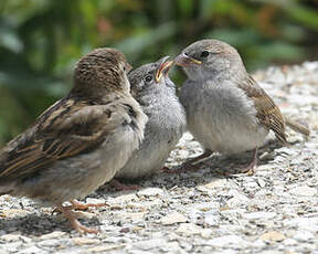 Moineau domestique