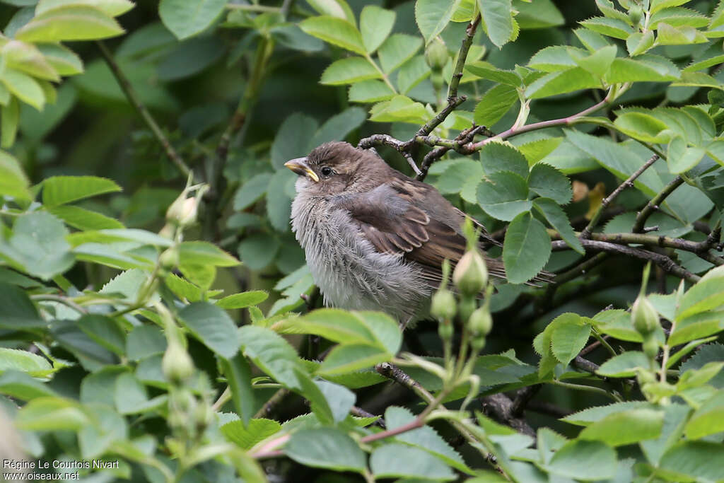 House Sparrowjuvenile, identification