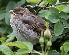 Moineau domestique