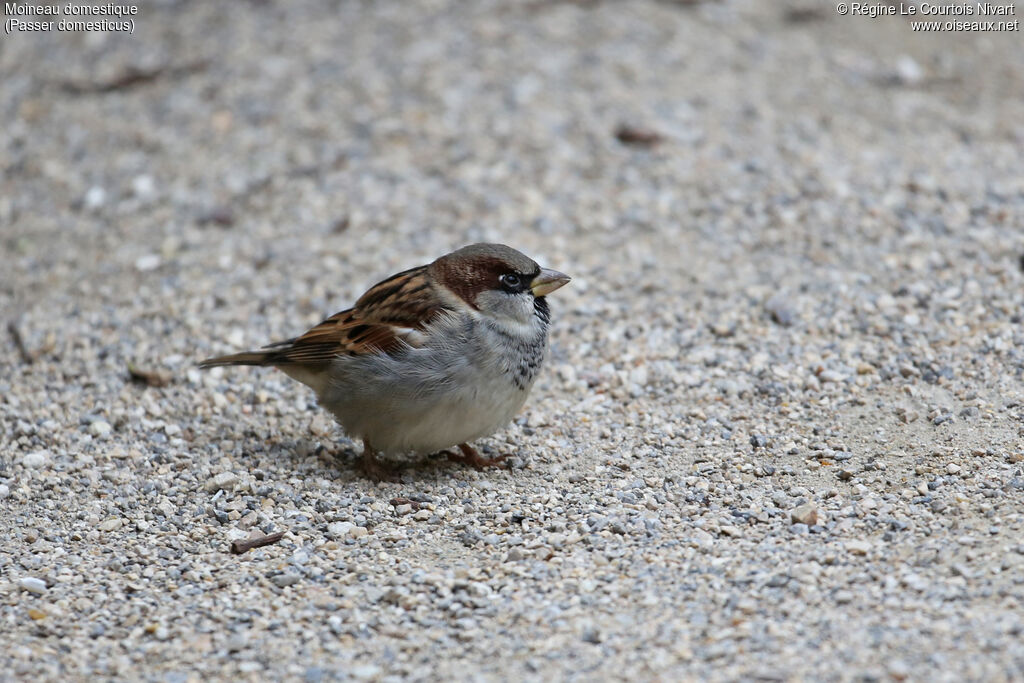 Moineau domestiqueadulte