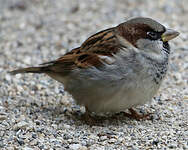 Moineau domestique