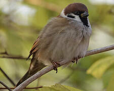 Eurasian Tree Sparrow