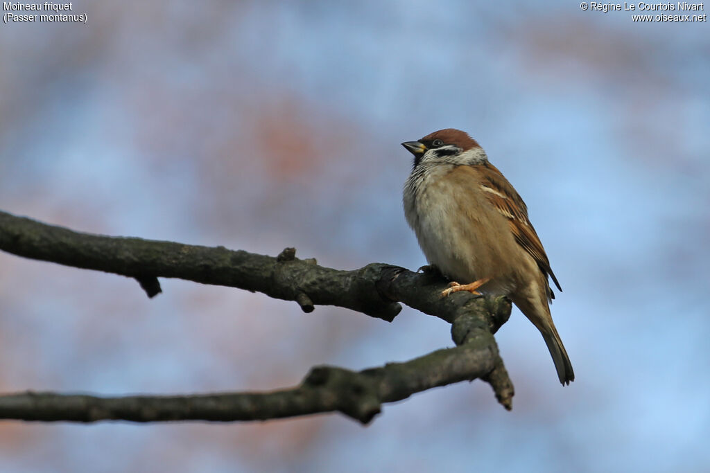 Eurasian Tree Sparrow