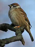 Eurasian Tree Sparrow