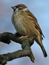 Moineau friquet