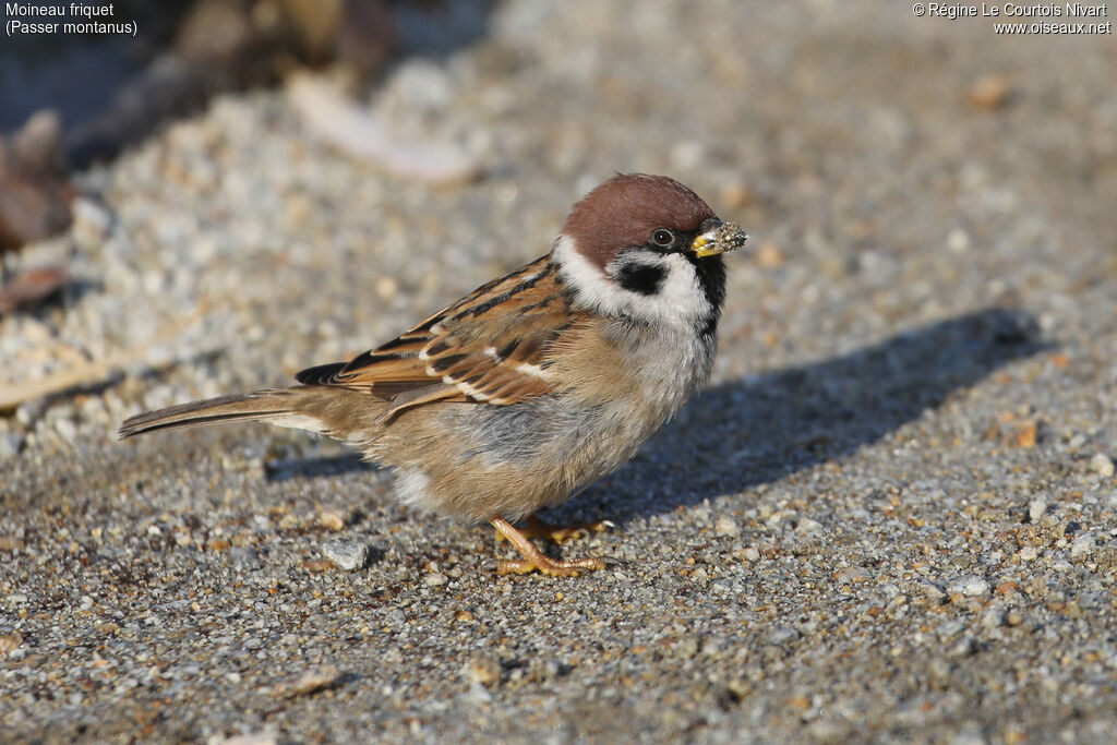 Eurasian Tree Sparrow