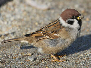 Moineau friquet