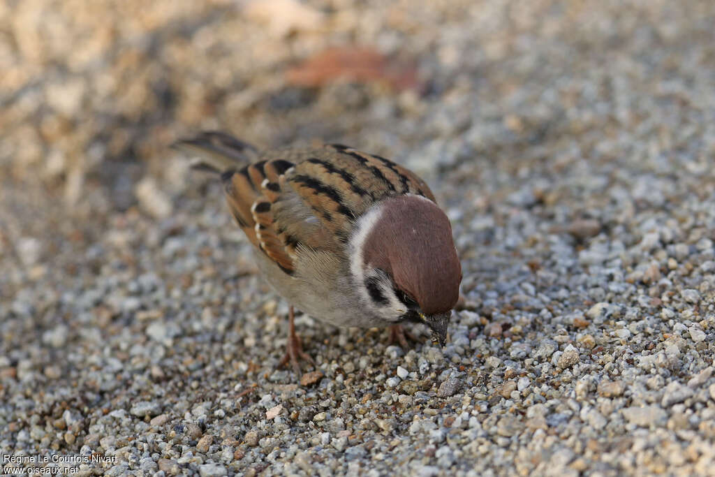 Eurasian Tree Sparrowadult, eats