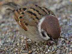 Eurasian Tree Sparrow